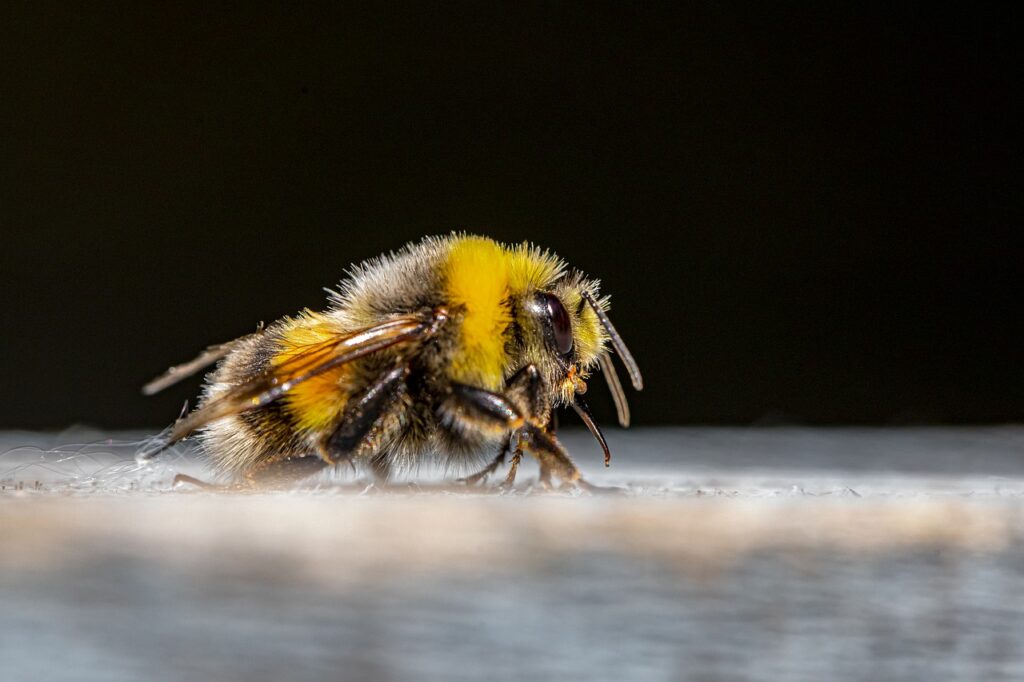 bumble bee, bee, bombus-5497276.jpg